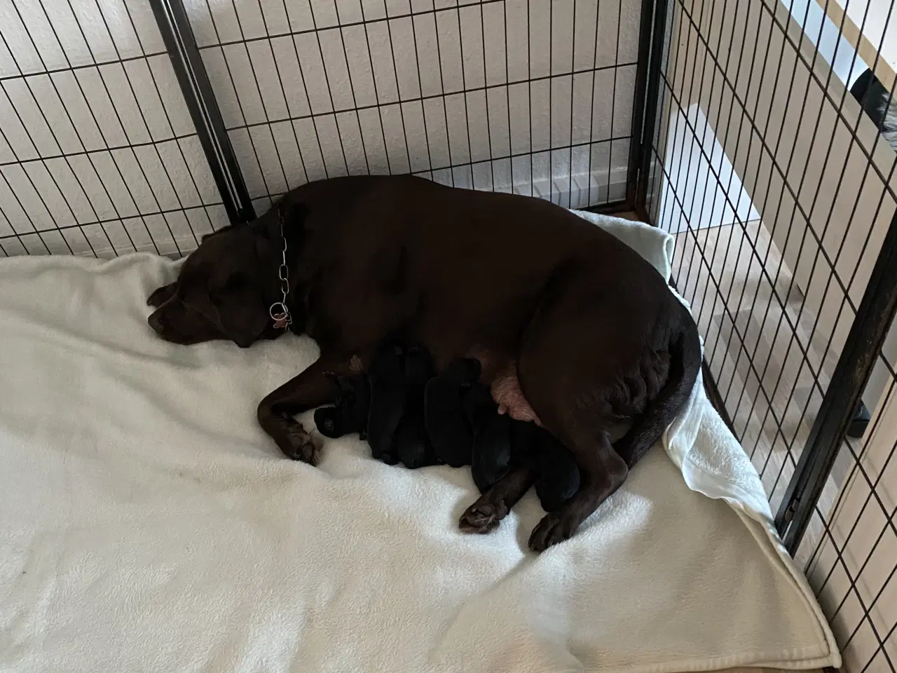 Billede 1 - Super lækre labrador hvalpe