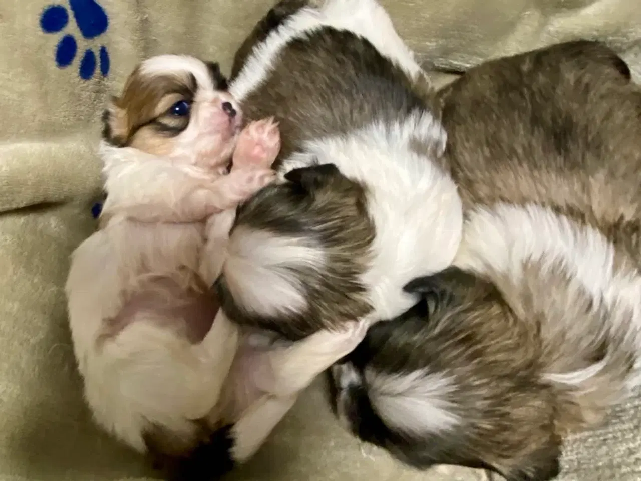 Billede 4 - Små allergivenlige og ikke fældende hundehvalpe