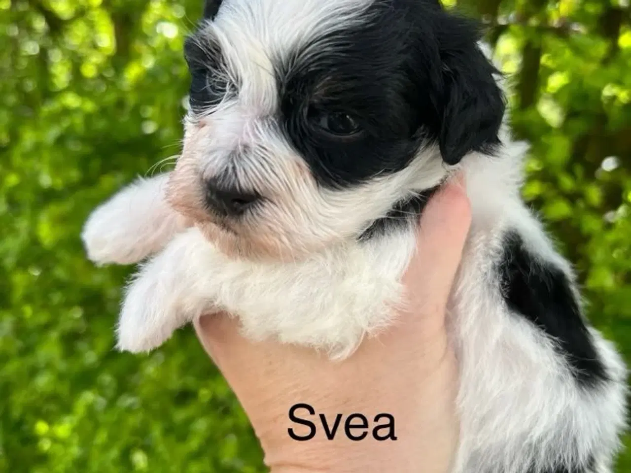 Billede 5 - Bichon Havanais hvalpe 
