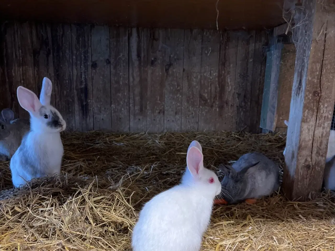 Billede 8 - Dværg kanin unger 