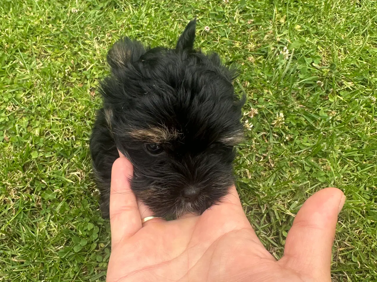 Billede 12 - Yorkshire terrier mini 
