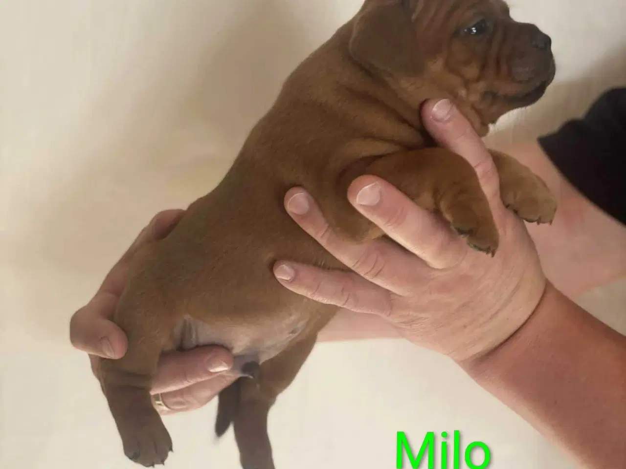 Billede 7 - Smukke Staffordshire Bull Terrier hvalpe DKK 