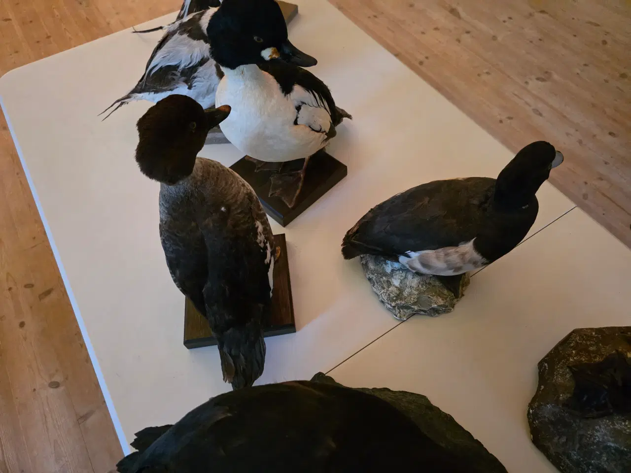 Billede 5 - Dykænder sælges enten samlet eller hver for sig