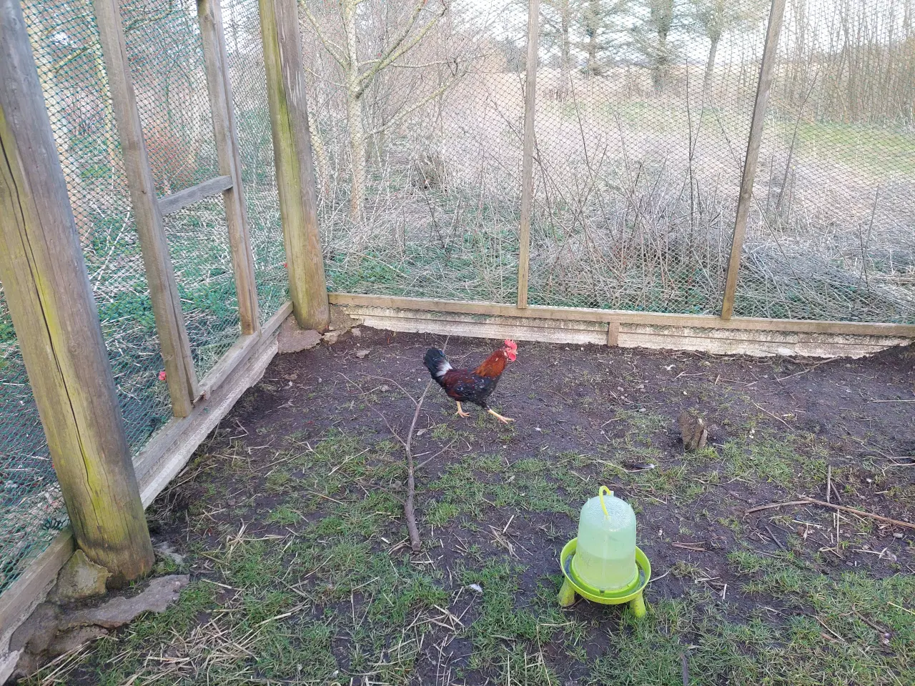 Billede 1 - Blomsterhane