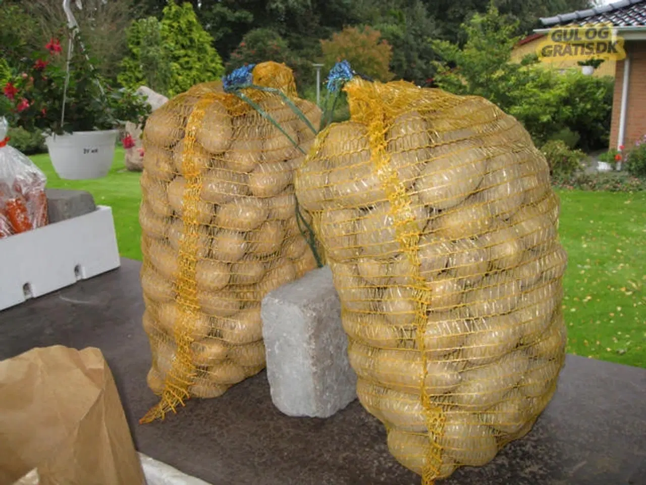 Billede 1 - kartofler allians