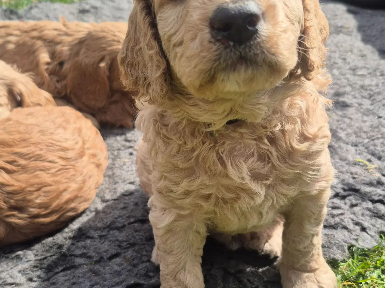 Billede 6 - Goldendoodle  hvalpe - 14-21 kg