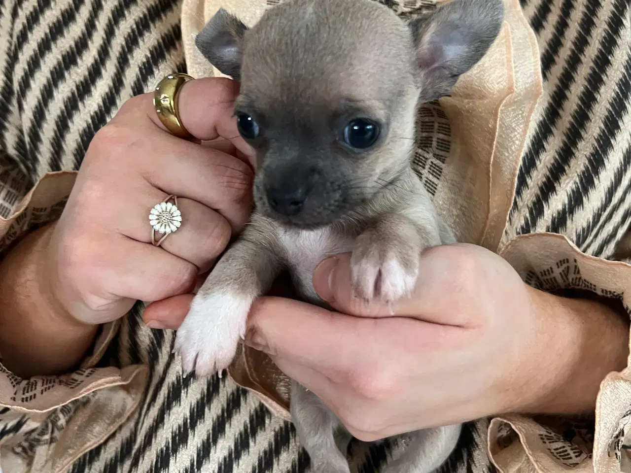 Billede 3 - Mini-chihuahua hvalp på 6 uger 