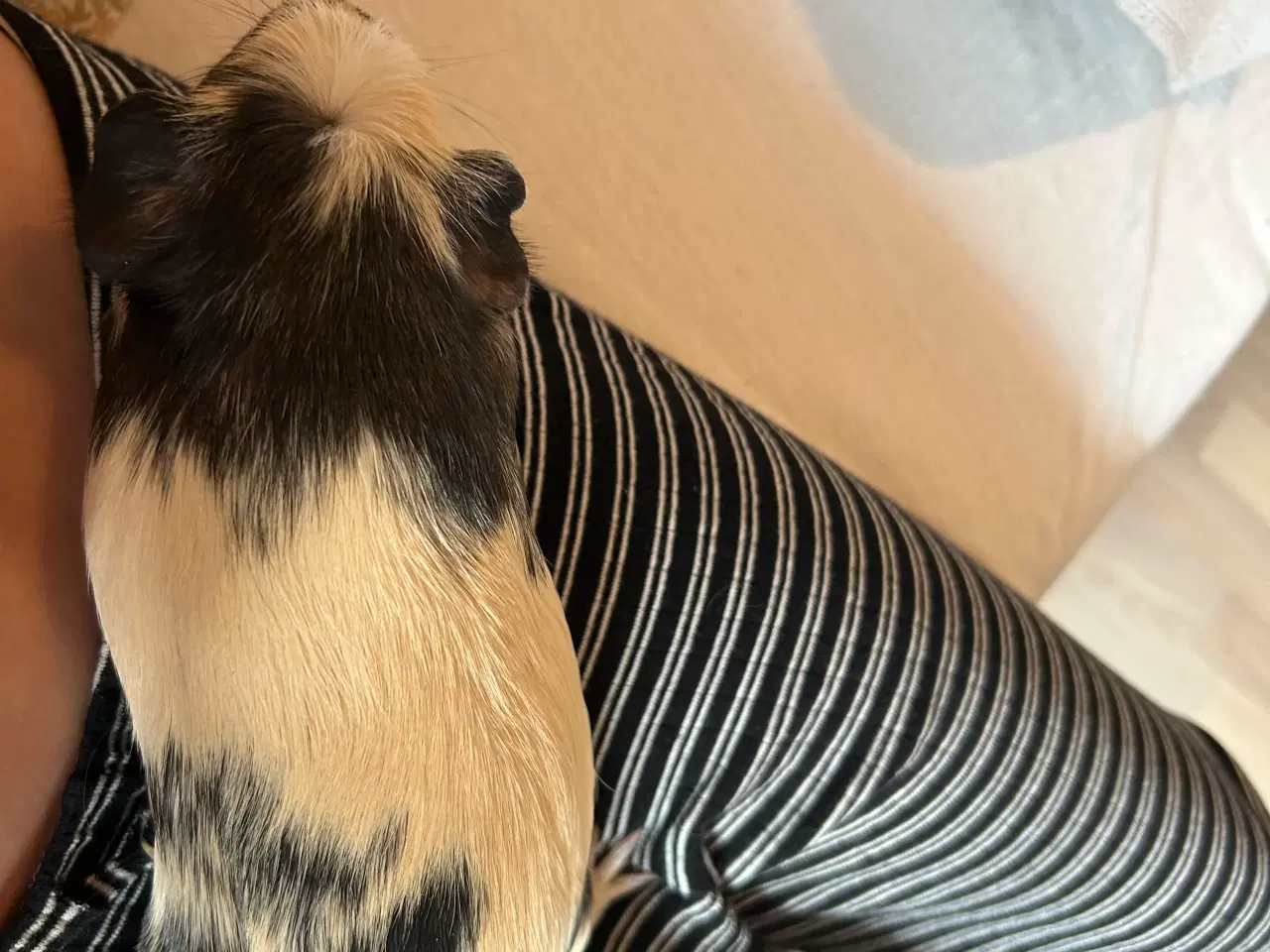 Billede 10 - Sælger to søde marsvin inklusivt buret 