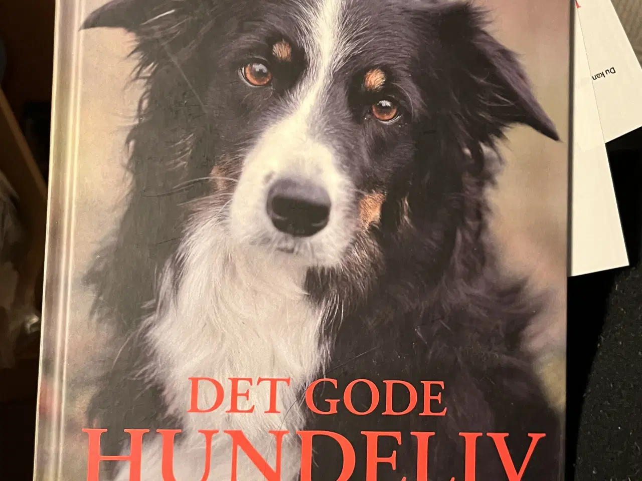 Billede 13 - Hundetræning, adfærd og viden om hunde