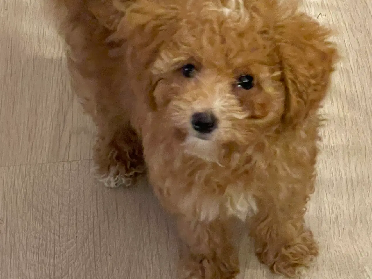 Billede 1 - 🐾maltipoo miniature 🩷💙🐾