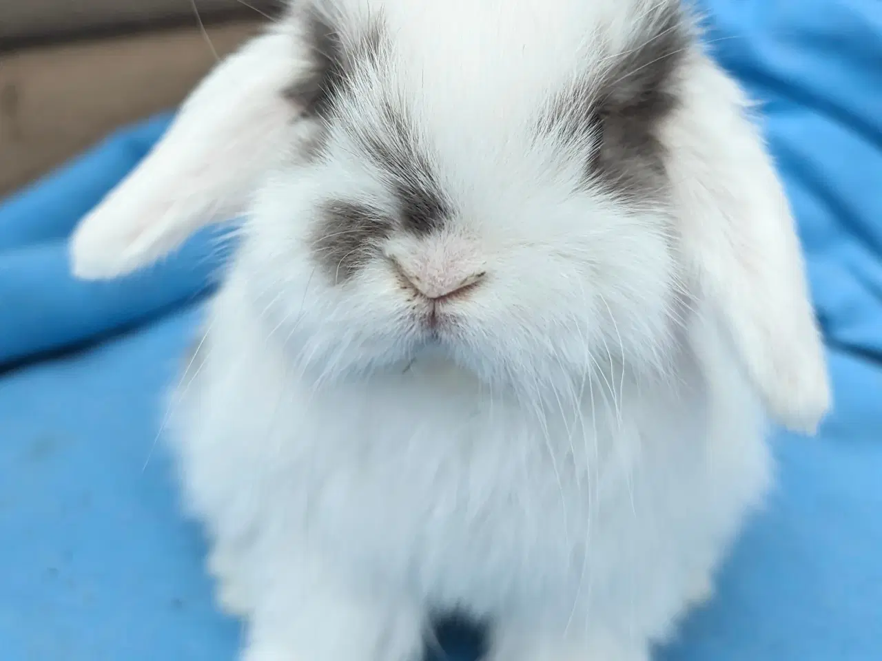 Billede 3 - Minilop kaninunge sælges 