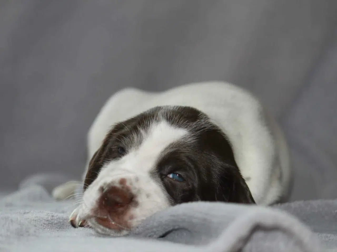 Billede 5 - Dansk svensk gårdhund/Ft. Cocker spaniel