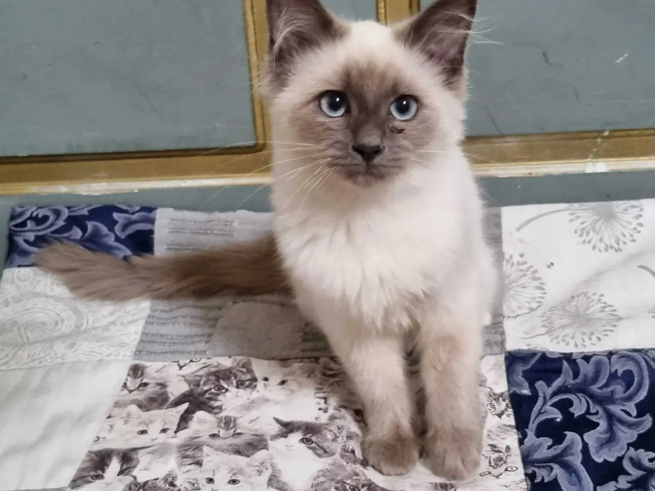 Billede 2 - Ragdoll pige 