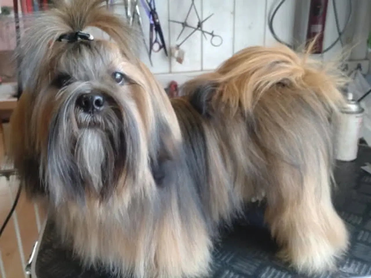 Billede 8 - ægte Lhasa Apso hvalpe 