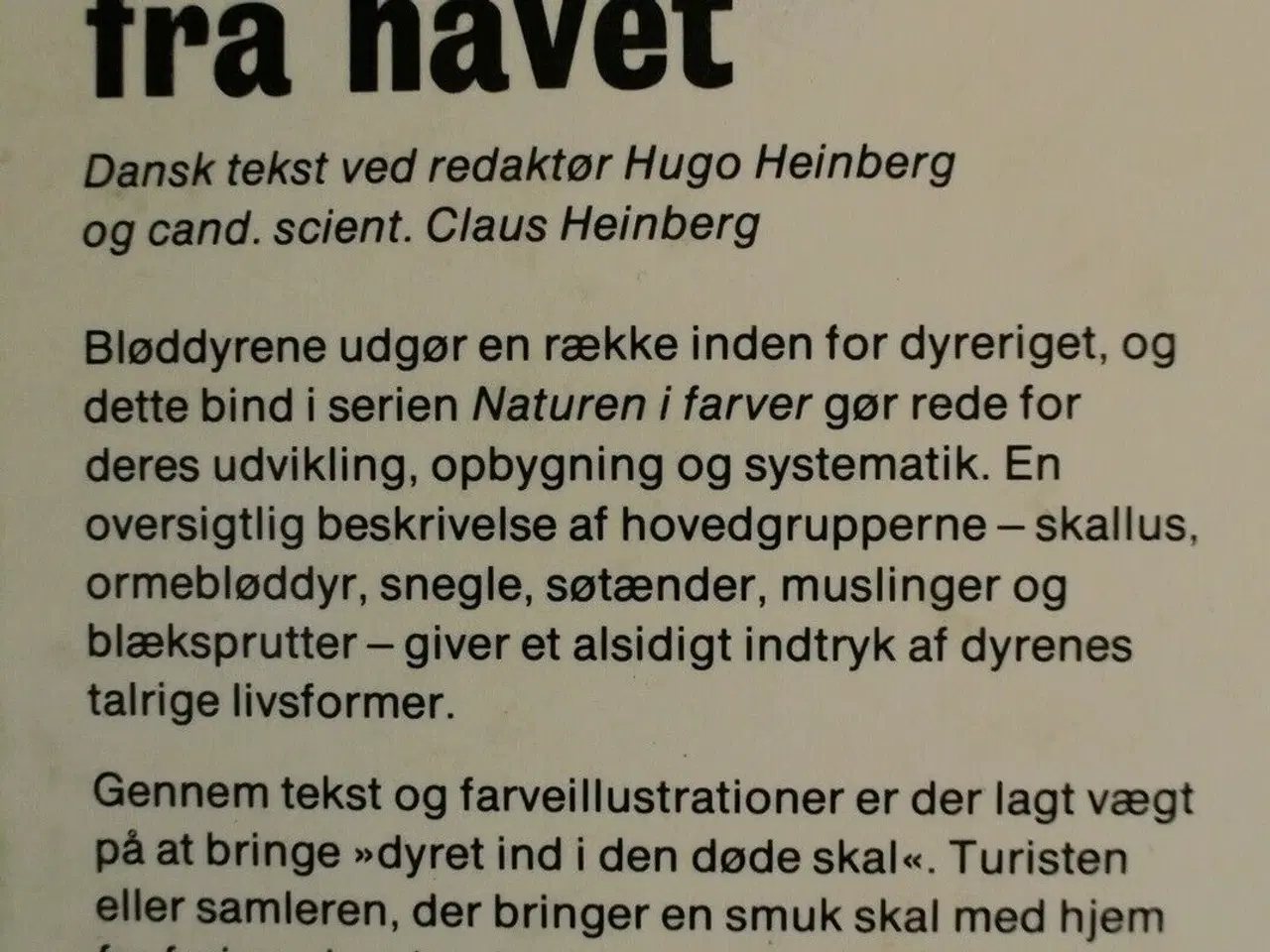 Billede 3 - snegle og muslinger fra havet, Af j. lellak, emne: