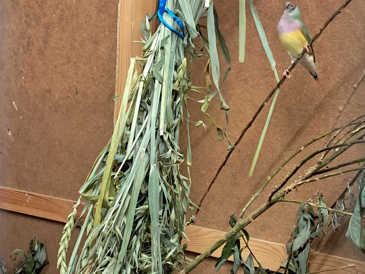 Billede 1 - 0.1 Gouldsamadine købes