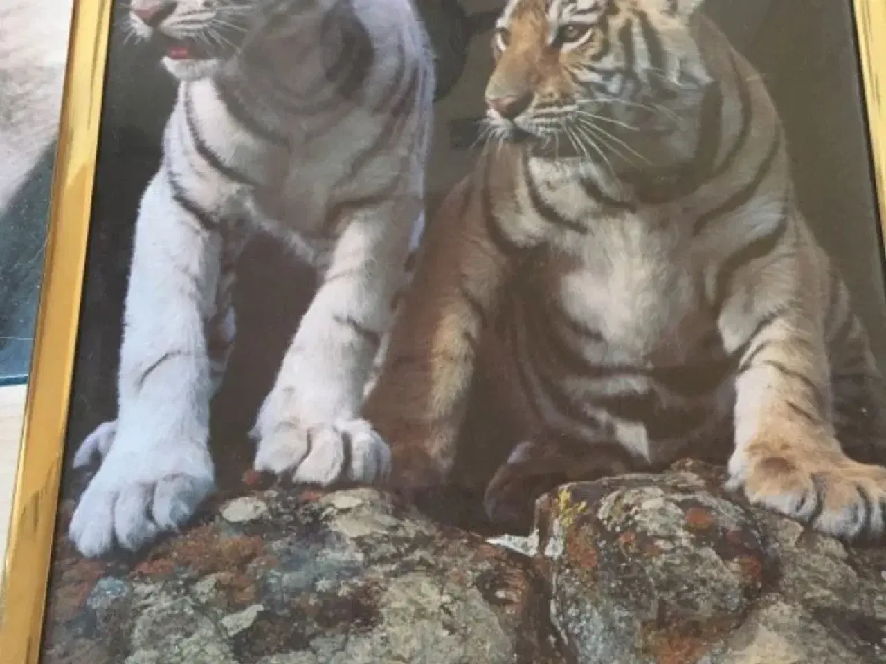 Billede 6 - Billeder af tiger