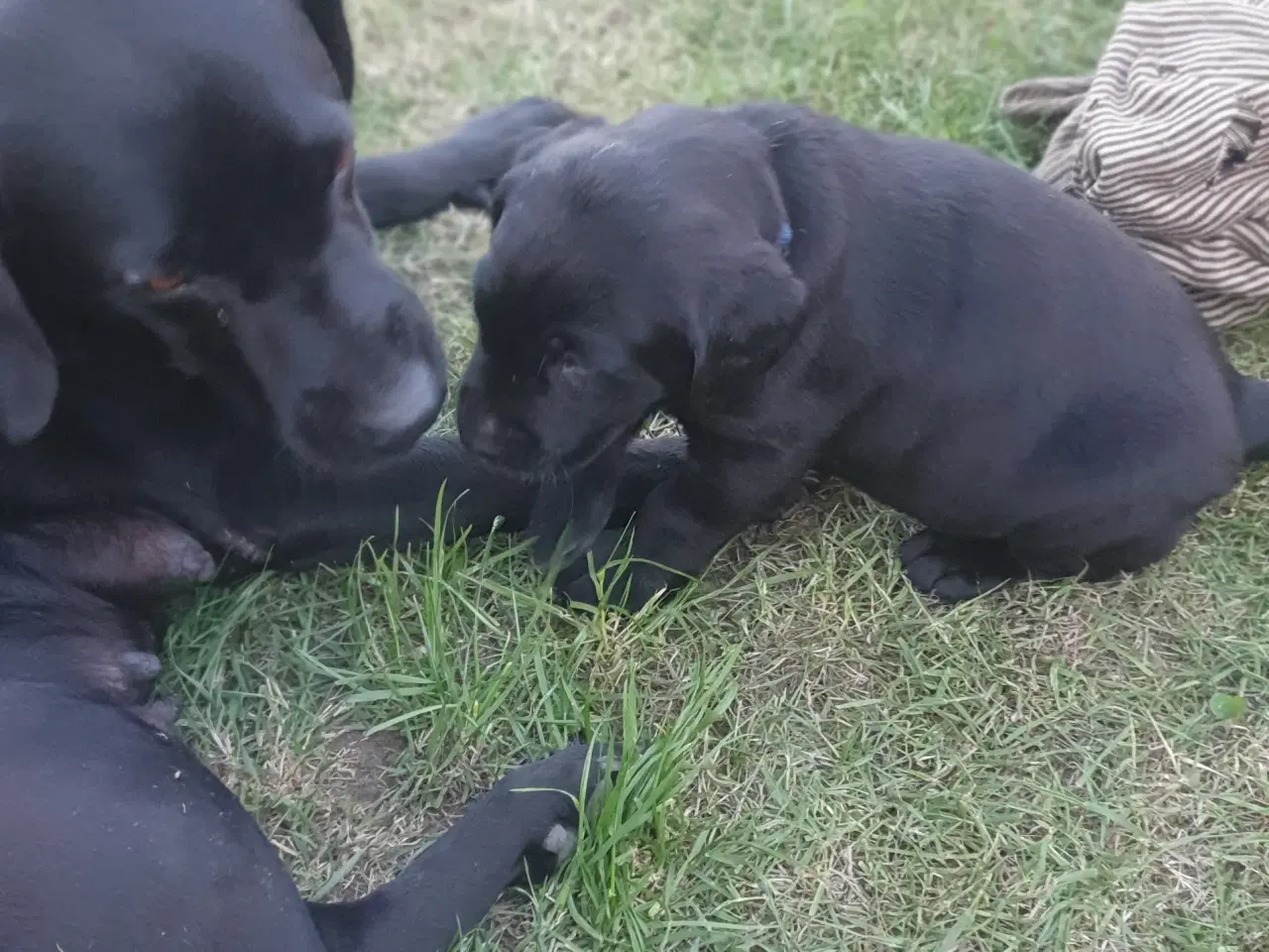 Billede 3 - Labrador f1 