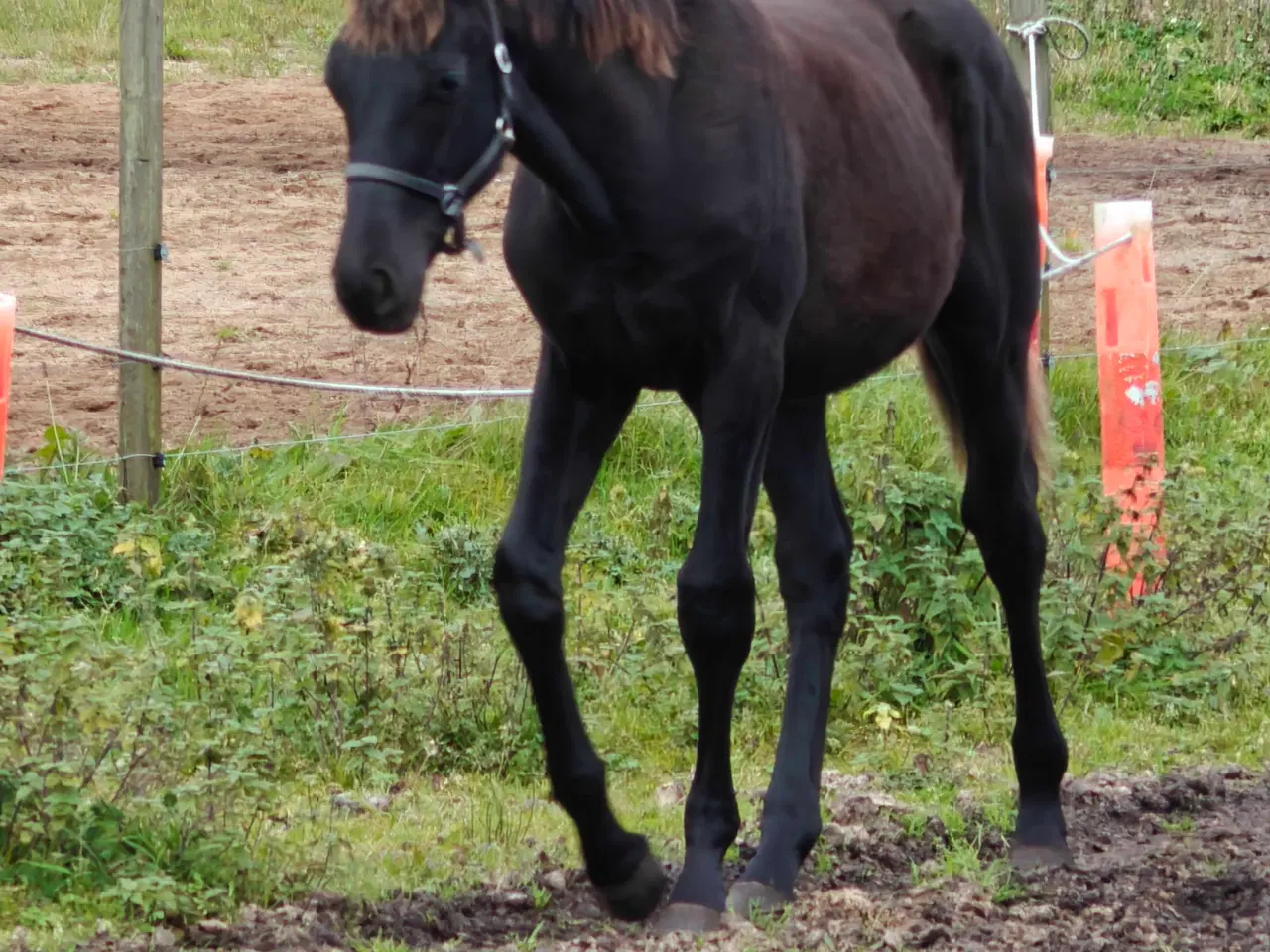Billede 7 - Føl hingst hest