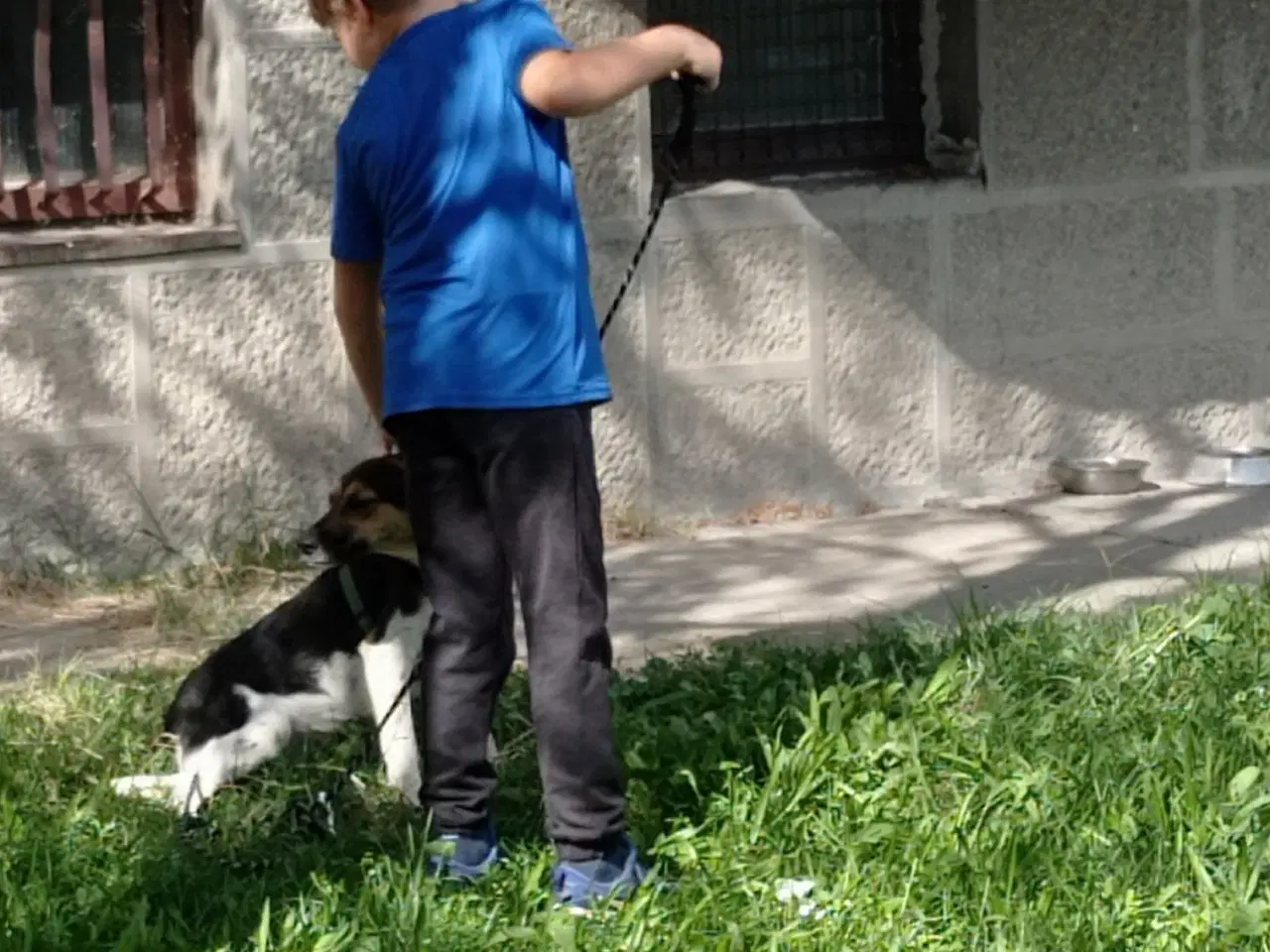 Billede 9 - Lola - kærlig glad ung hund