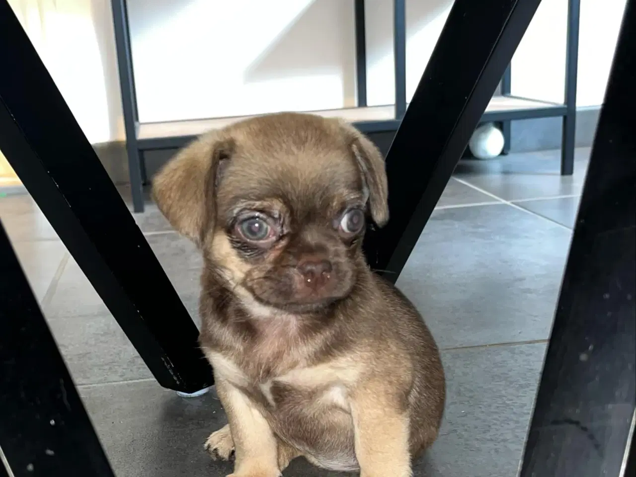 Billede 5 - Mops mix hvalpe