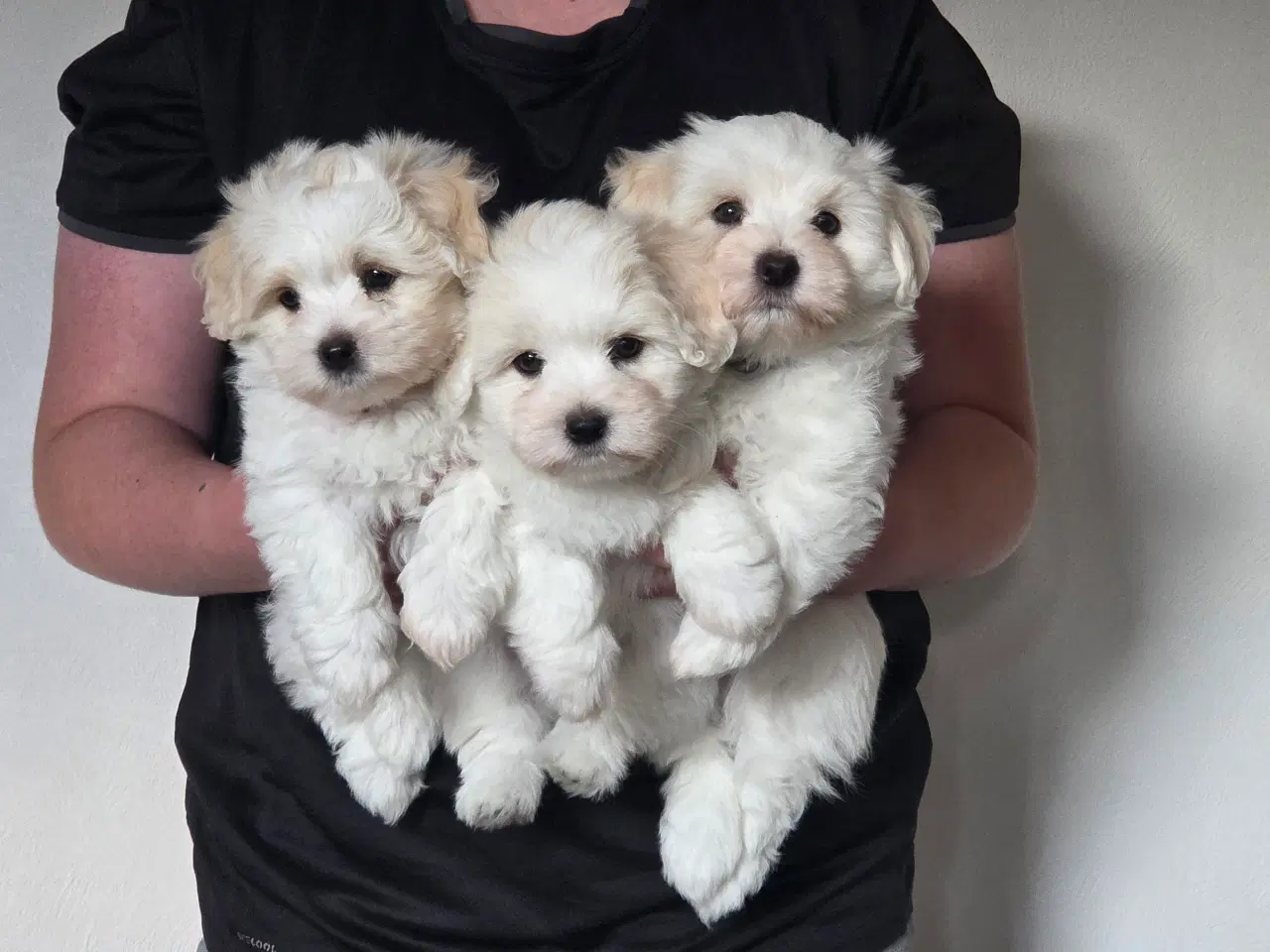 Billede 8 - Coton de tulear, salgsklar ca 1. Juni