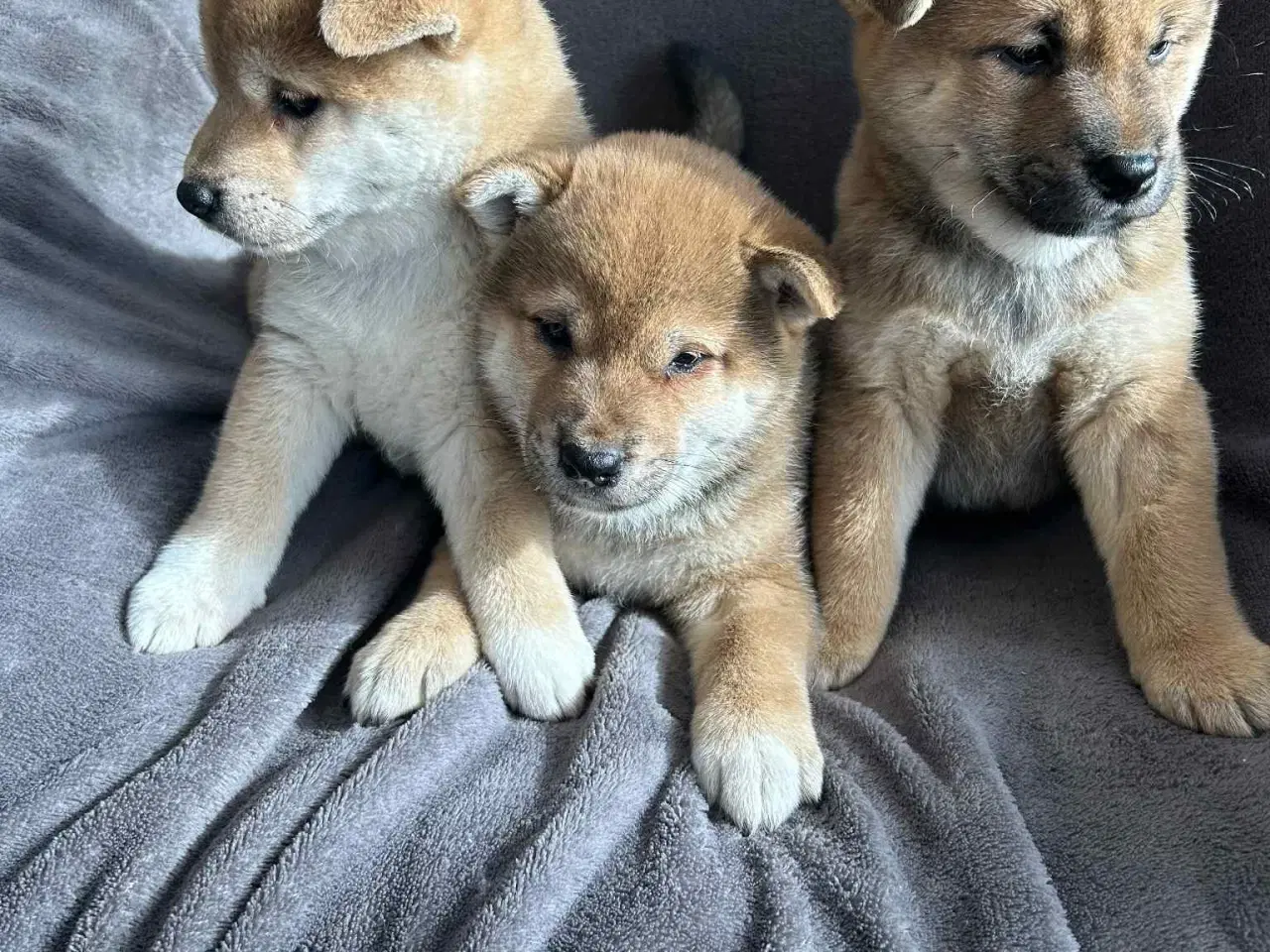 Billede 3 - Shiba hvalpe sælges