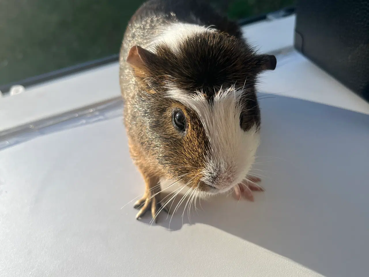 Billede 3 - Han marsvin til salg ( kan godt forhandle med pris