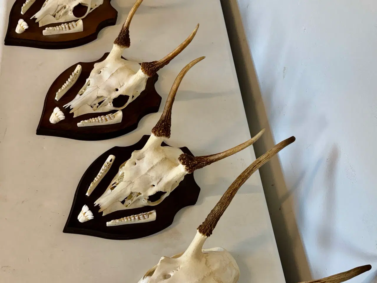 Billede 3 - Spidshjorte sælges