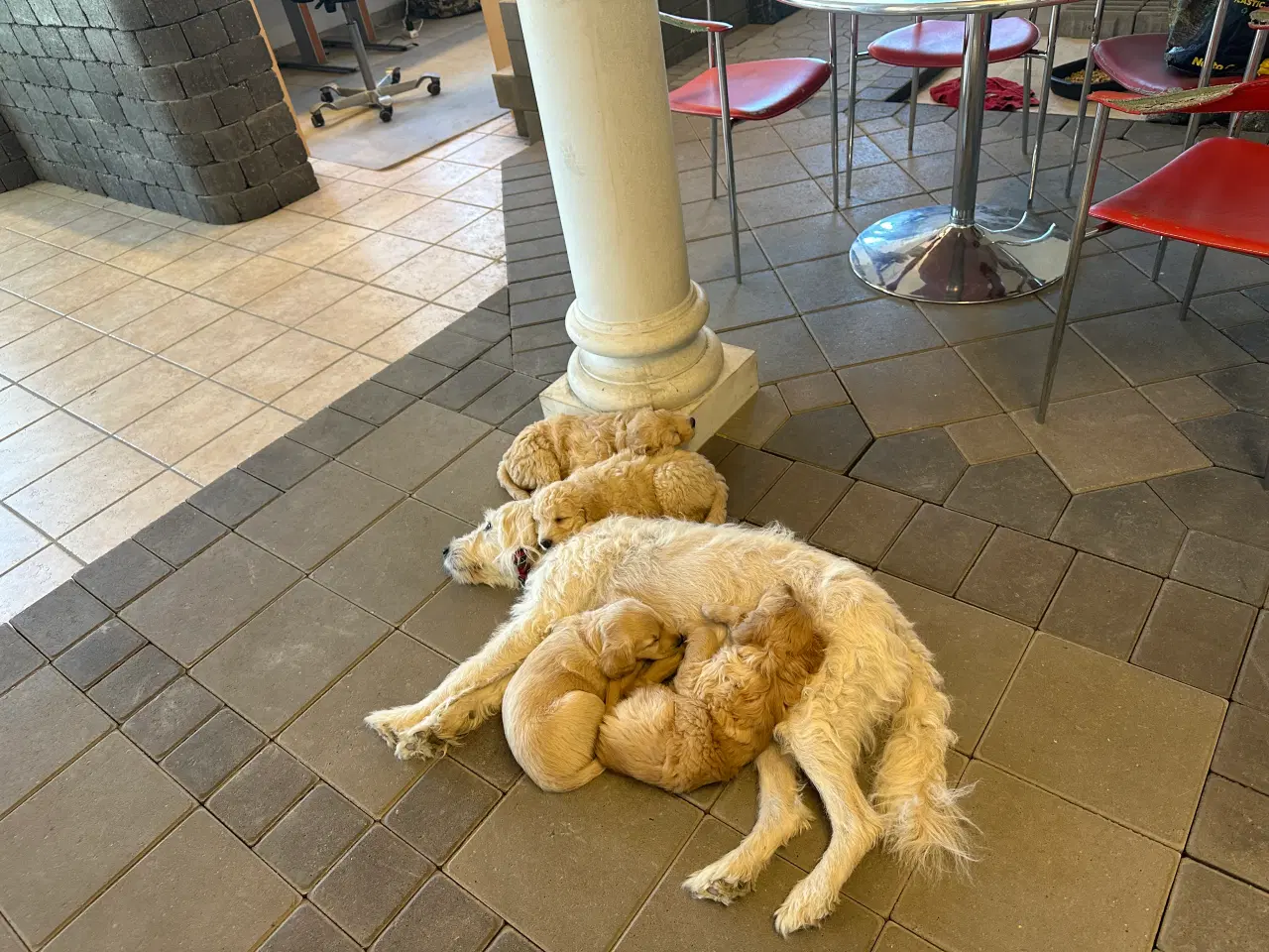Billede 15 - Goldendoodle