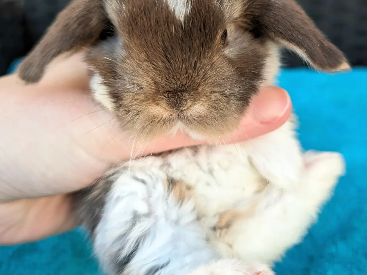 Billede 2 - Minilop kaninunge sælges