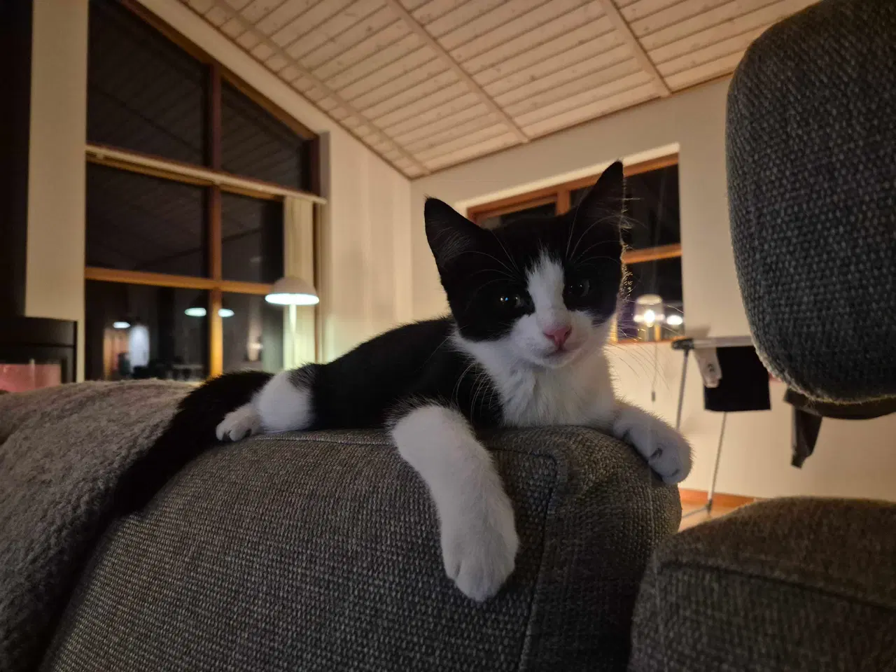 Billede 1 - Kattekilling, hun, 12 uge, sort/hvid