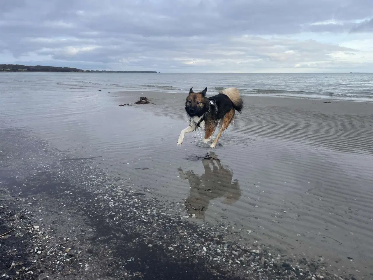 Billede 8 - Tobi, Border collie/Islandsk hyrdehund, 1 12 år. 