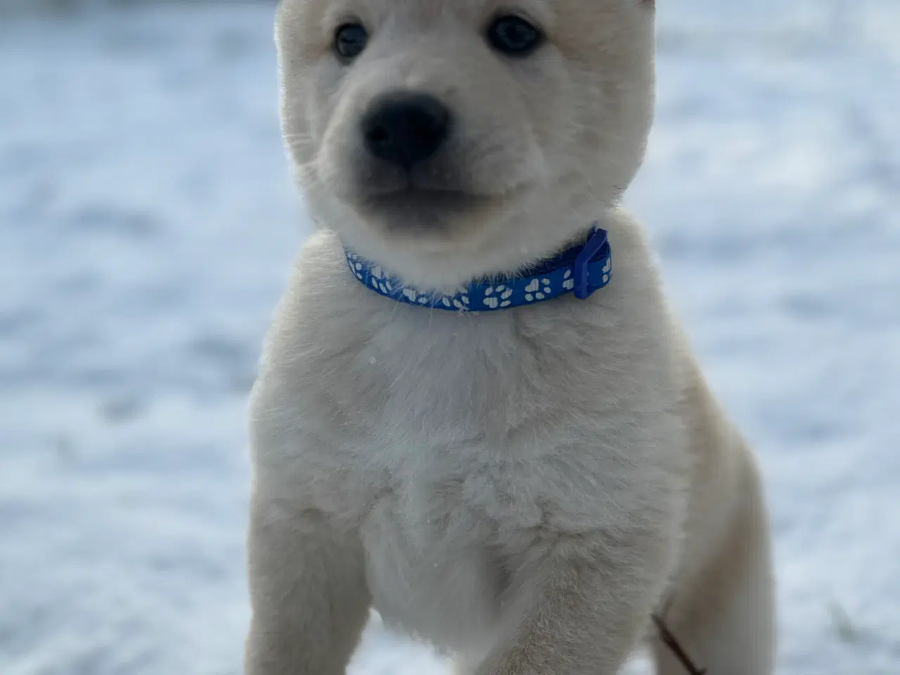 Billede 4 - Hundehvalpe Shiba Inu/Islandsk fårehund