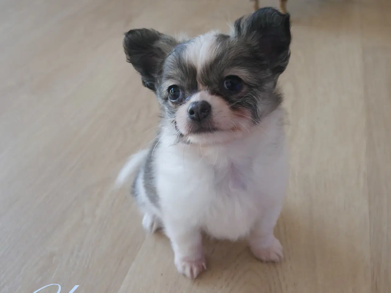 Billede 7 - Små, Superskønne pomchi hvalpe sælges