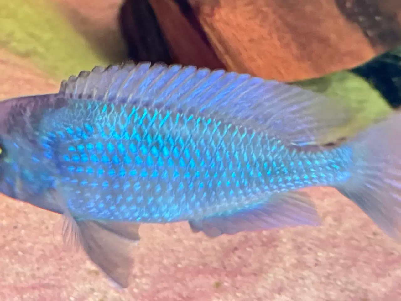 Billede 4 - malawi cichlider Blå delfin flotte blå fisk. 