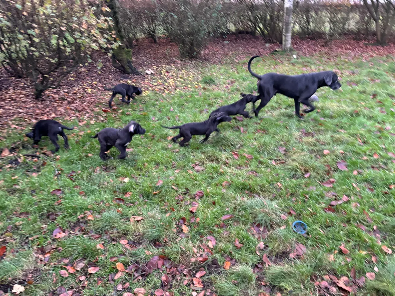 Billede 8 - Grand Danois hvalpe