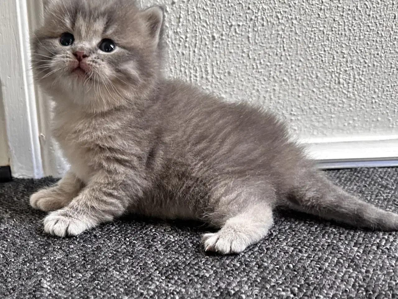 Billede 2 - British shorthair killinger søger hjem