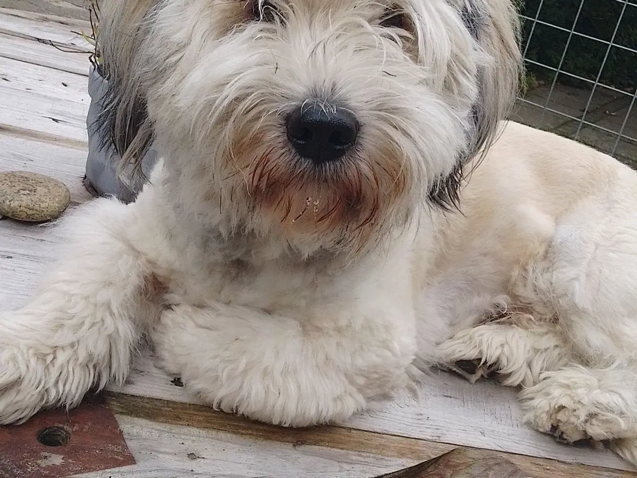 Billede 1 - Balou søger nyt og blivende hjem🐶❤️