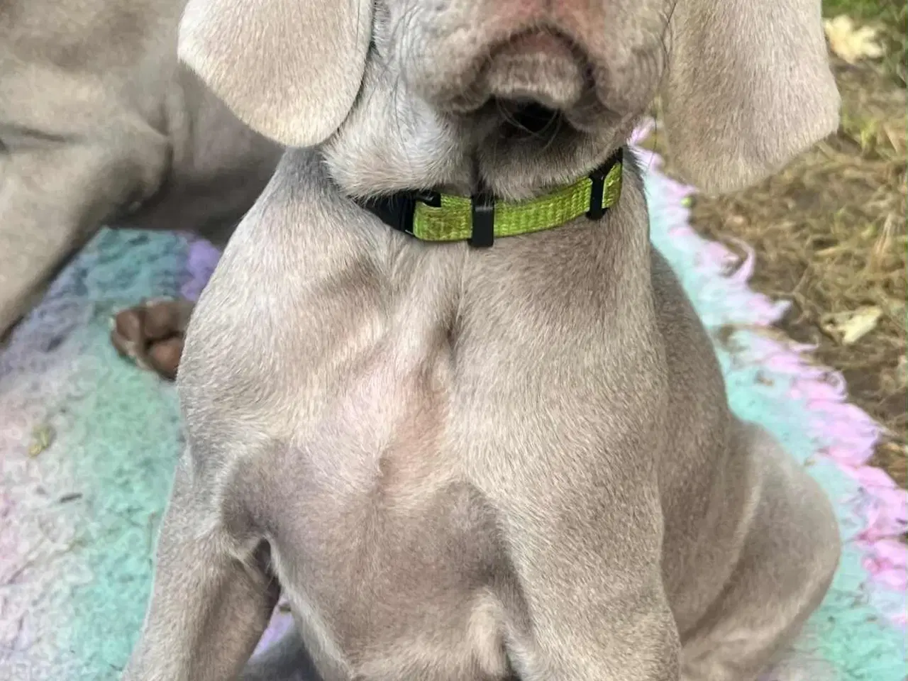 Billede 2 - Weimaraner hvalpe 