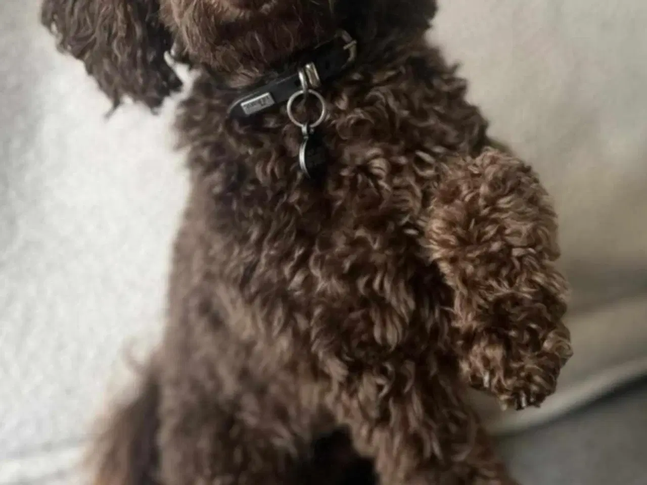 Billede 12 - Skønne Cavapoo-hvalpe – 4 piger og 2 drenge – k