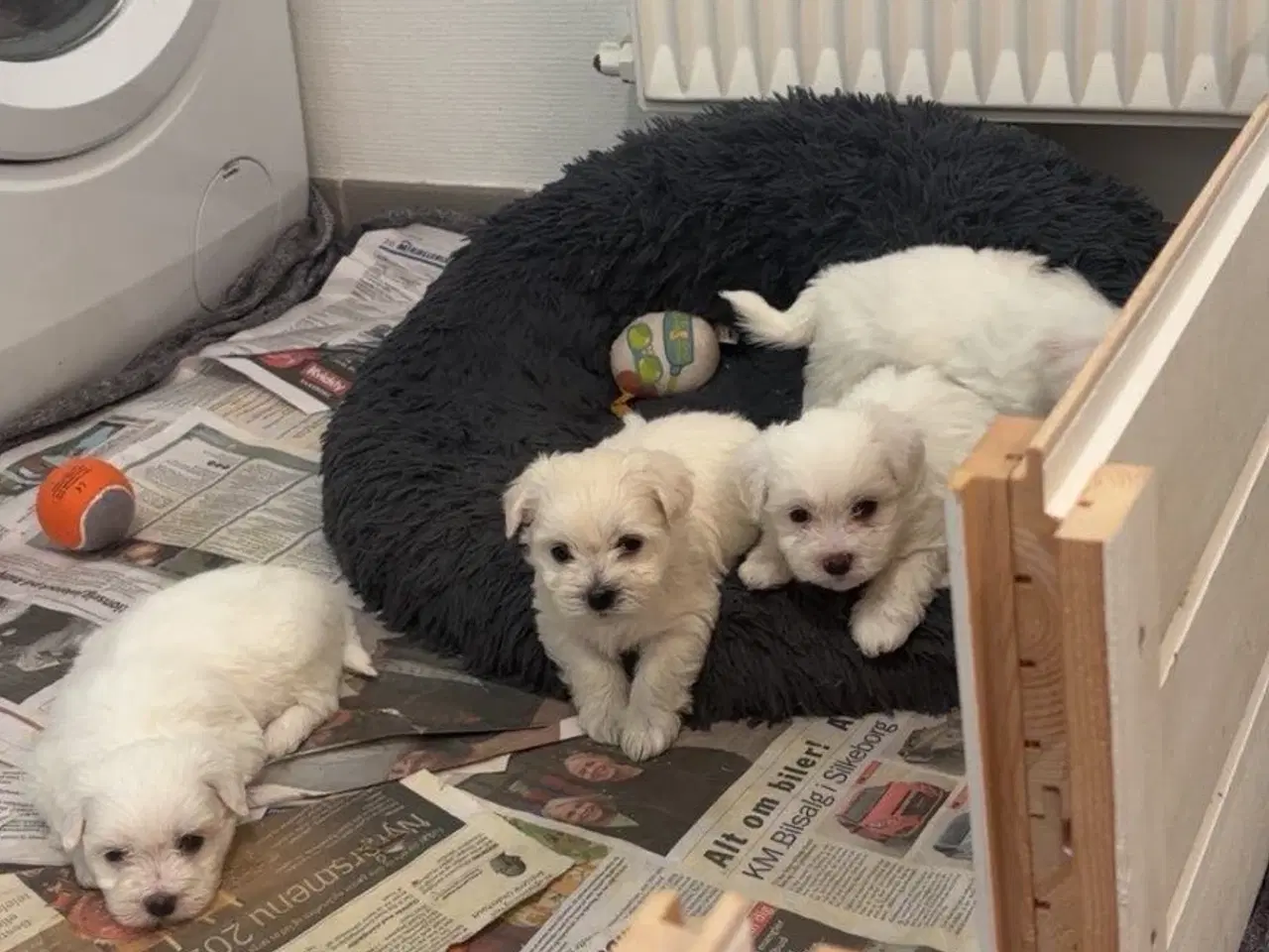 Billede 4 - Coton de Tulear hvalpe