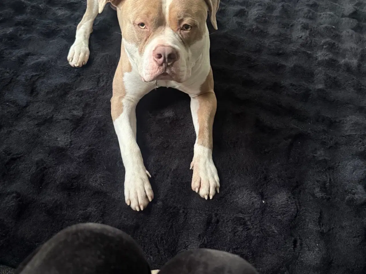 Billede 4 - American bully XL 