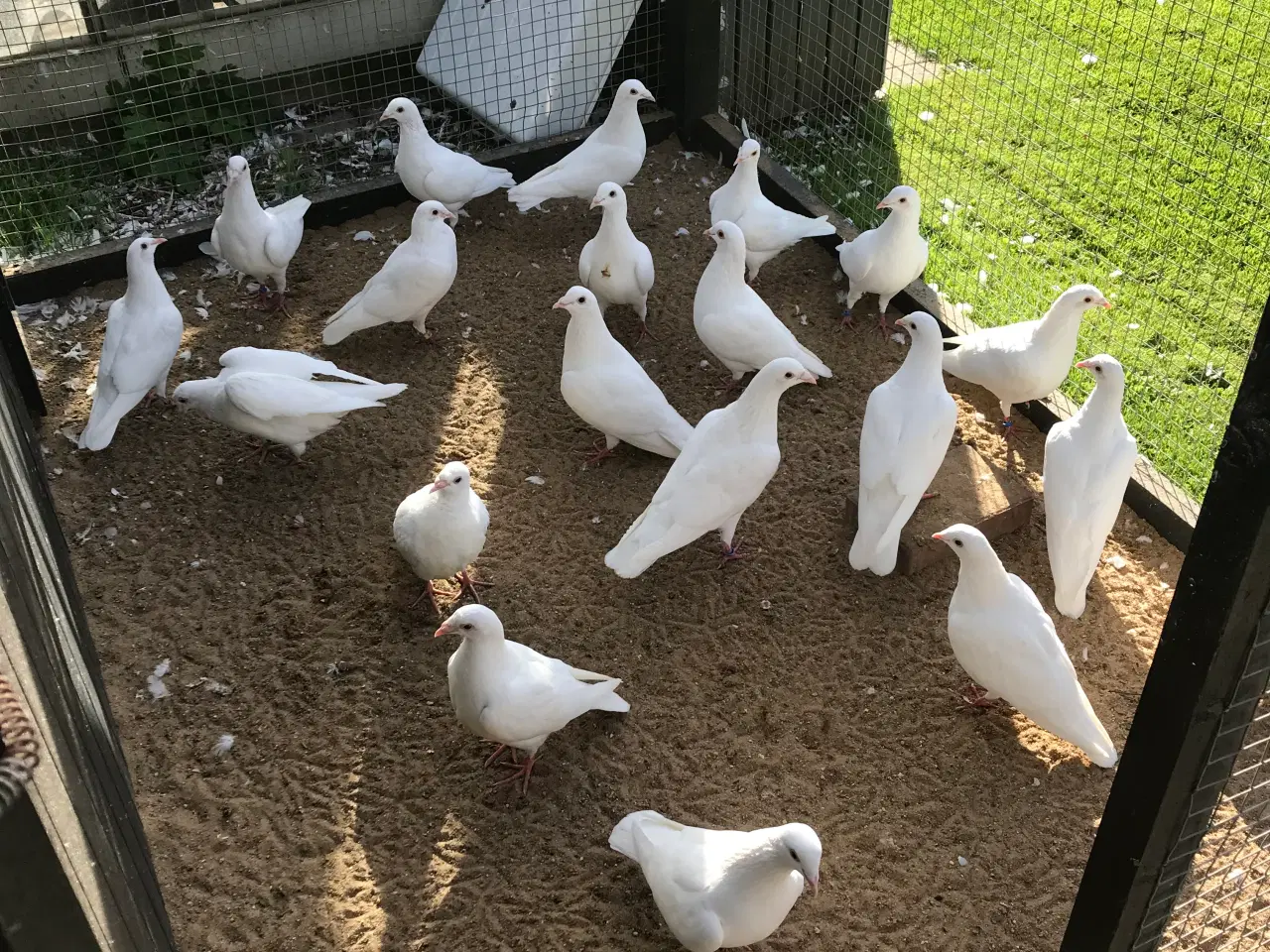 Billede 2 - Duer Unger