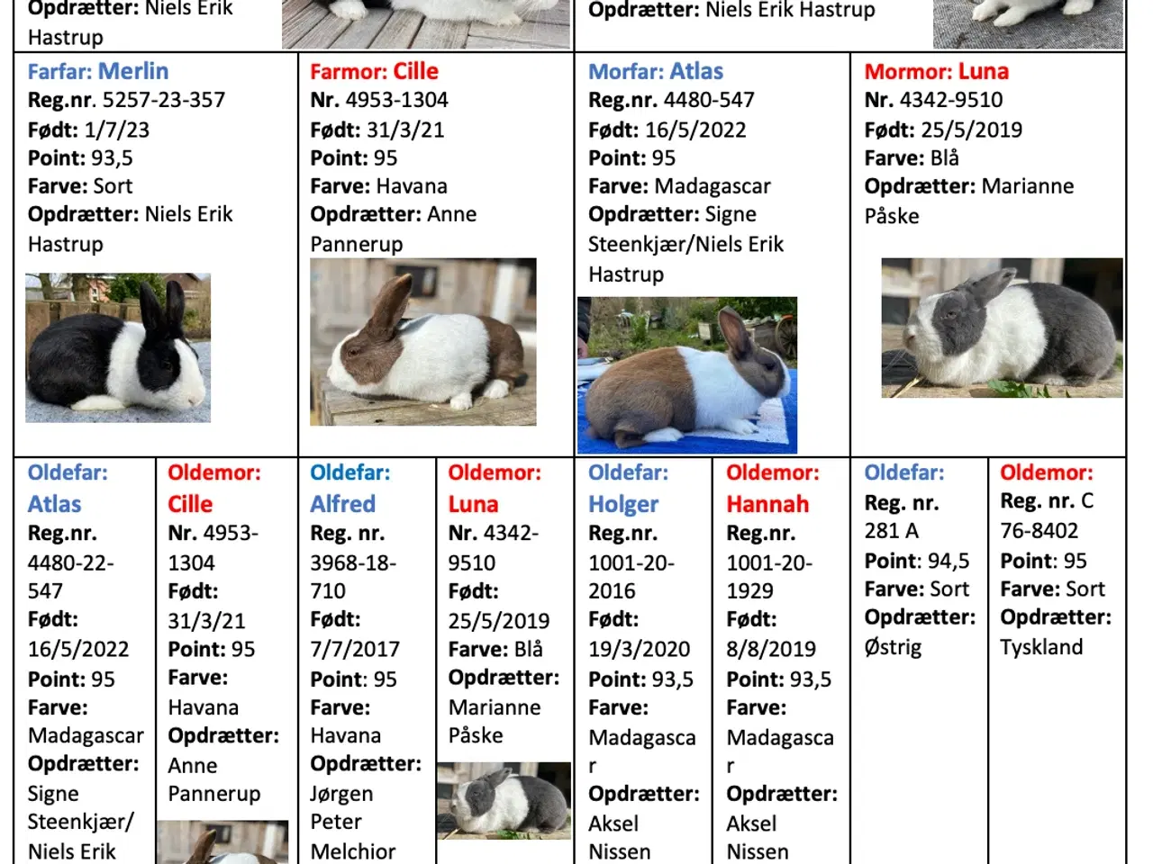 Billede 2 - HOLLÆNDER HUN SORT