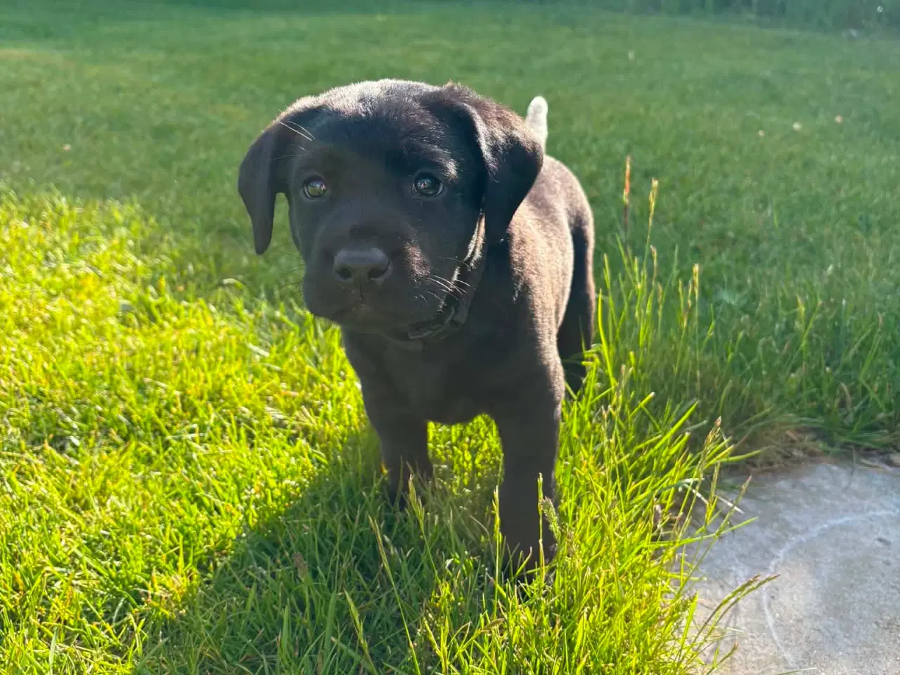 Billede 5 - Labrador hvalpe søger nye familier 🖤