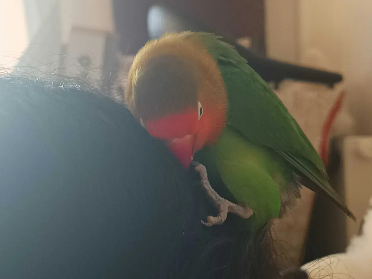 Billede 7 - Dværgpapegøje