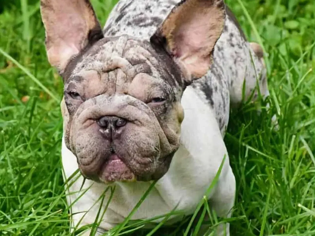 Billede 10 - Fransk bulldog. NEDSAT!
