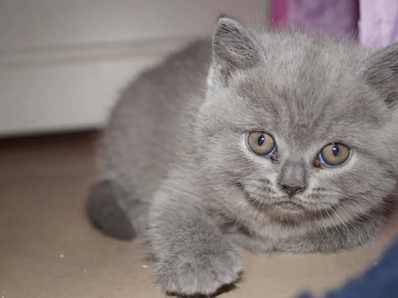 Billede 9 - British shorthair killinger med stamtavle