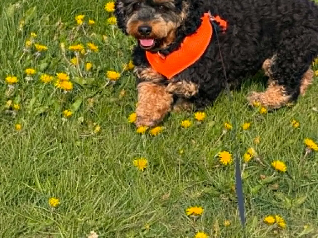 Billede 1 - 🐾 Balder søger sit nye for-ever hjem 🐾